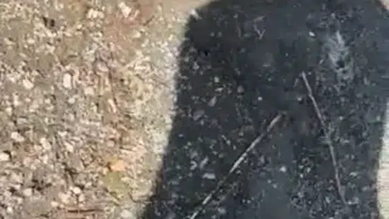 Elazığ Hazar Gölü kıyısında yılanlı şaka kameraya yansıdı
