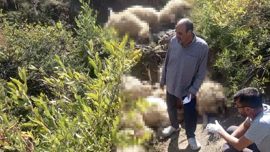 Ovacık yaylasında yabani hayvan paniği 40 koyunun sonu oldu