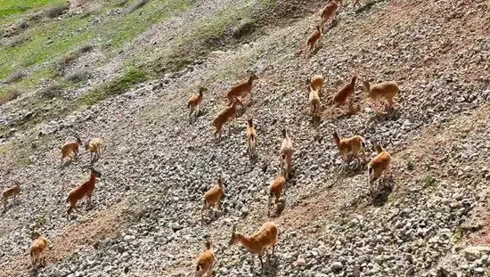 Palu Kalesi eteklerinde nadir görülen dağ keçileri dronla kaydedildi