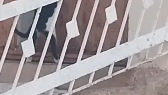 Elazığ'da zeki kedi kapı koluna asılı ipi çekerek içeri girdi