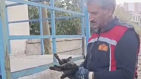 Yüksekova'da aracın motoruna sıkışan kedi iki saatlik çabayla kurtarıldı