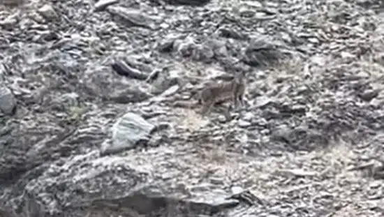 Tunceli kırsalında nadir görülen vaşak kameraya yansıdı