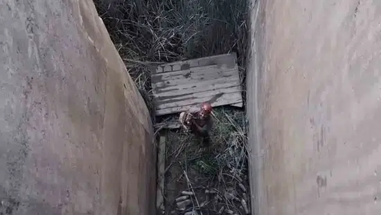 Elazığ'da mahsur kalan dağ keçisi için nefes kesen kurtarma operasyonu