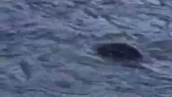 Diyarbakır'da su samuru Dicle Nehri'nde avlanırken görüntülendi