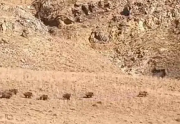 Van Özalp'te yaban domuzu sürüsü yerleşim yerine kadar indi