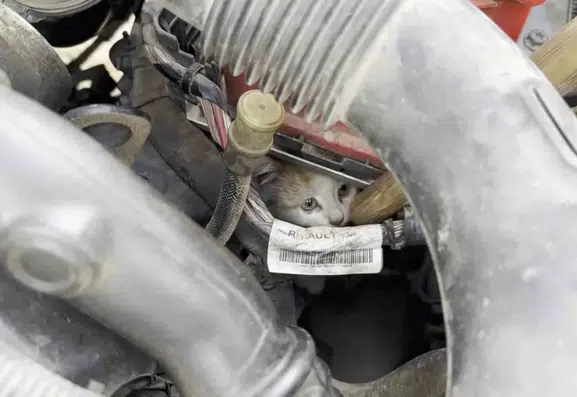 Elazığ'da aracın motoruna sıkışan yavru kedi kurtarıldı