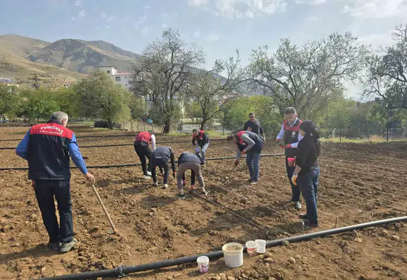 Tunceli'de tarım ekipleri 70 yaşındaki üreticinin sarımsak tarlasına koştu