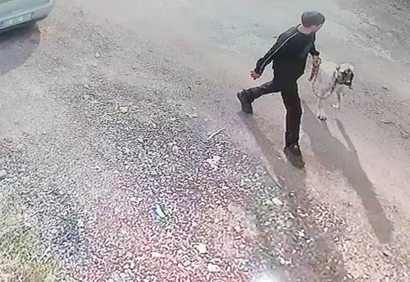 Siverek'te Kangal cinsi köpeğin çalınma anı güvenlik kamerasına yansıdı