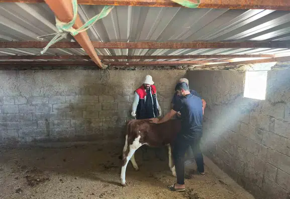 Cizre'de hayvan sağlığı için aşılama ve küpeleme mesaisi