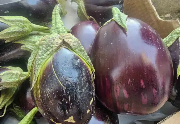 Elazığlıların kış sofralarında tombul patlıcan bereketi