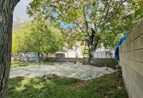 Adilcevaz cevizinde hasat dönemi tüm hızıyla sürüyor