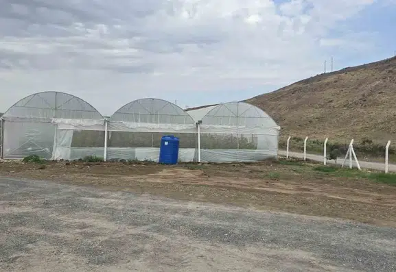 Cizre'de devlet destekli seralar tarımsal üretimi güçlendiriyor