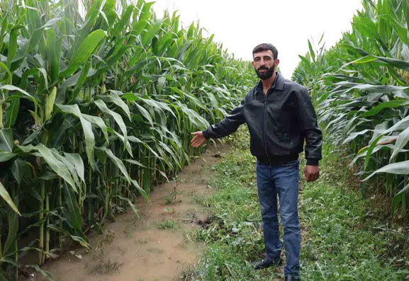 Elazığ'da sağanak yağış sonrası 300 dönüm mısır tarlası sular altında kaldı
