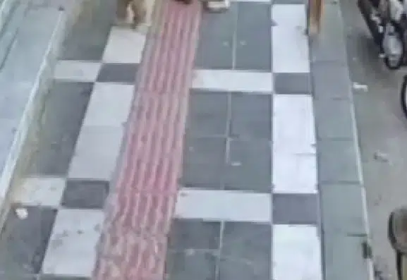 Şanlıurfa'da iki kız kardeşinin okul çantalarını taşıyan ağabeyin örnek davranışı