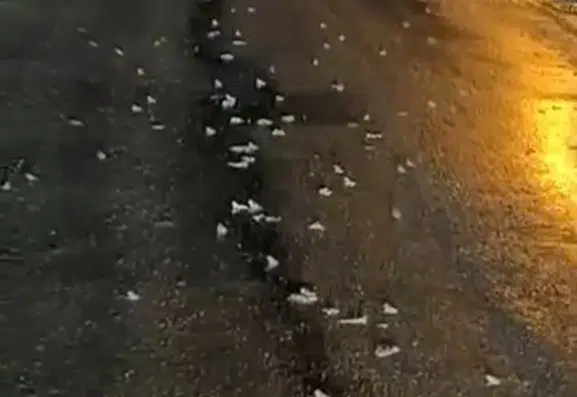 Bingöl'de yoğun yağış sonrası kurbağalar kara yoluna akın etti