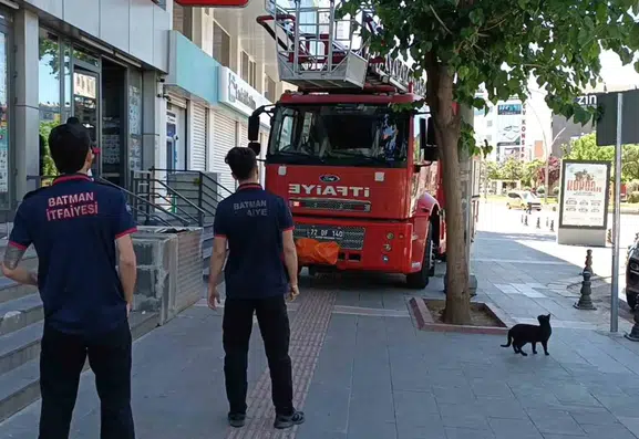 Batman sokaklarında kedilerin dostluk sınavı