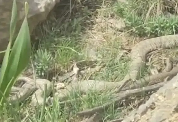 Hakkari yaylalarında iki metrelik dev engerek sürprizi