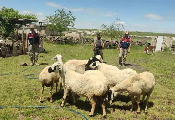 Şanlıurfa’da kayıp kurbanlıklar havadan bulundu