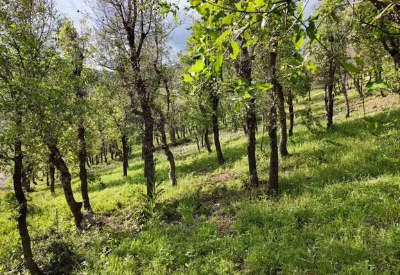 Beytüşşebap'ta tırtıl istilası ormanları bitirdi