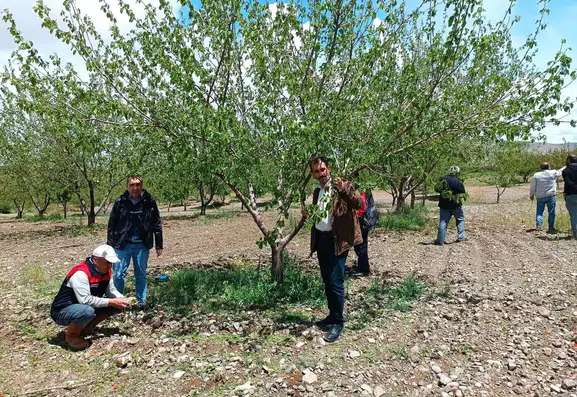 Elazığ’da dolu yağışı bahçeleri vurdu
