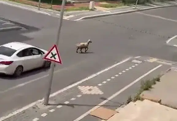 Diyarbakır sokaklarında kurbanlık koyun kovalamacası
