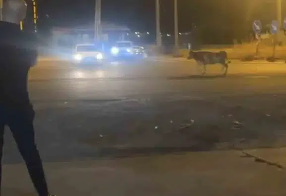 Nusaybin sokaklarında kurbanlık inek paniği