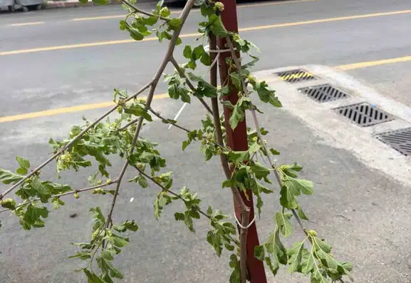 Siirt'te bir çocuğun dut ağacına verdiği zarar kameraya yansıdı
