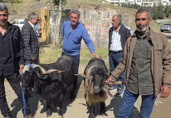 Çermik hayvan pazarında son dakika kurban bereketi