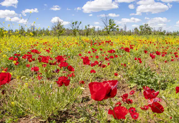 Dicle Havzası çiçek açtı ama dikkatli olun