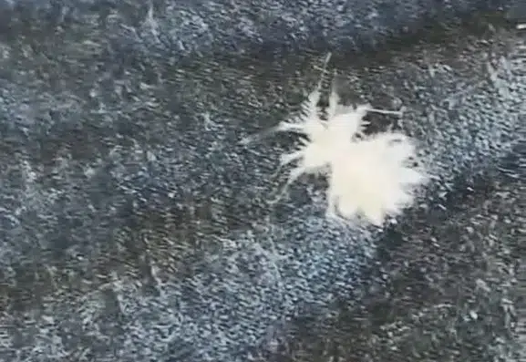 Elazığ kırsalında nadir görülen yumurta taşıyan böcek şaşırttı