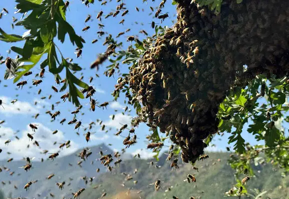 Şırnaklı arıcıların yüzü bu sezon erken gelen bereketle güldü