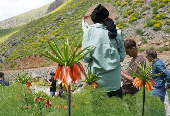 Şırnak Seriro Yaylası’nda ters laleler baharı müjdeledi