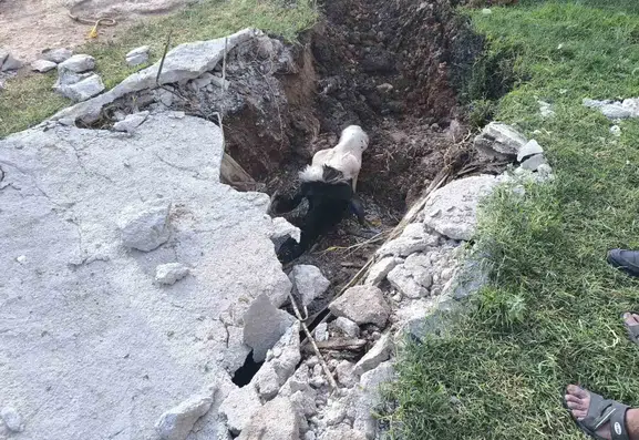 Akçakale'de foseptiğe düşen inek için seferberlik