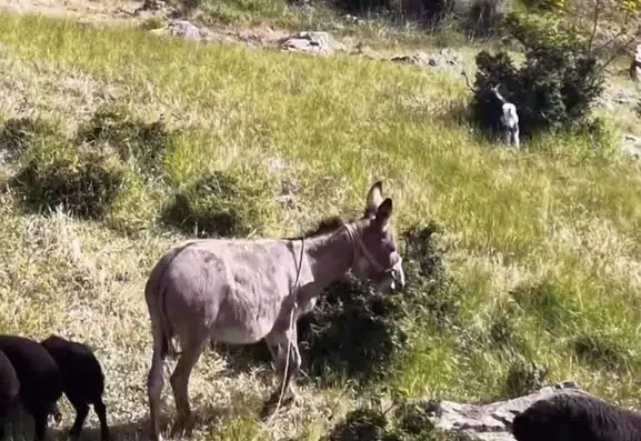 Palu’da kaybolan eşek dron sesiyle sürüsüne döndü