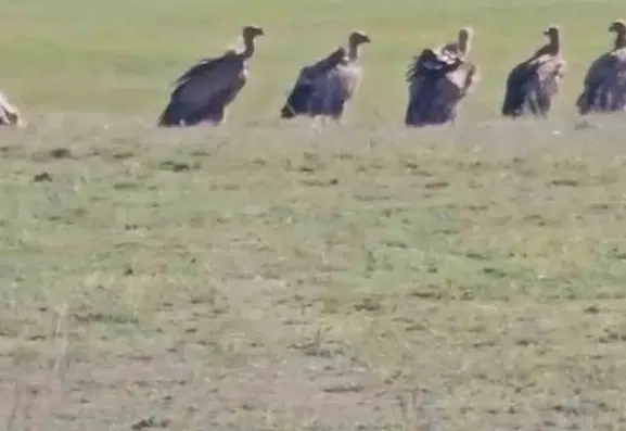 Van Özalp'te onlarca kızıl akbaba şaşkınlığı