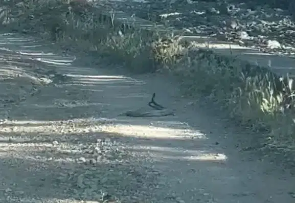 Bingöl yollarında nadir görülen yılan dansı kameralara yansıdı