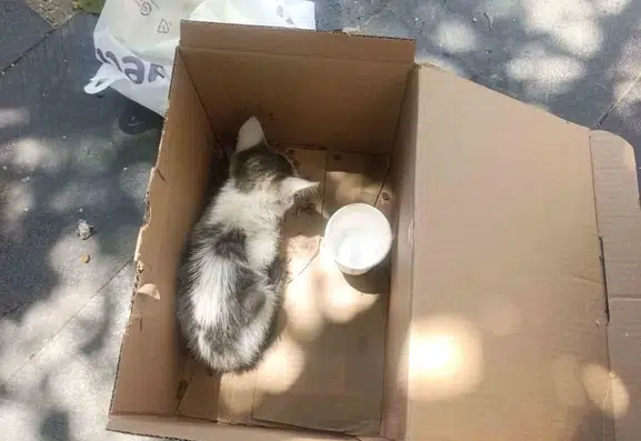 Siirt merkezde reklam panosuna sıkışan kedi AFAD operasyonuyla kurtuldu