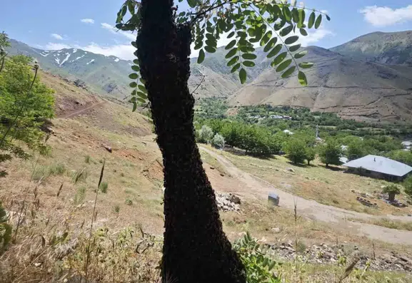 Elazığ’da akasya ağacını eğen dev arı kolonisi