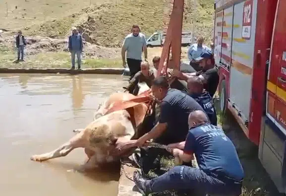 Muş’ta sulama havuzuna düşen inek için kurtarma operasyonu