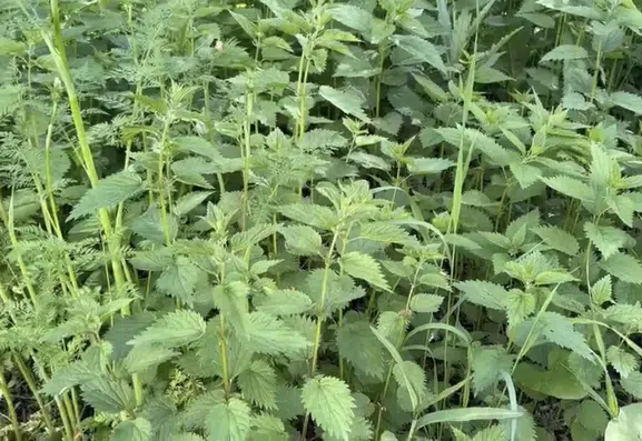 Ağrı'nın köylerinde ısırgan otu bereketi başladı