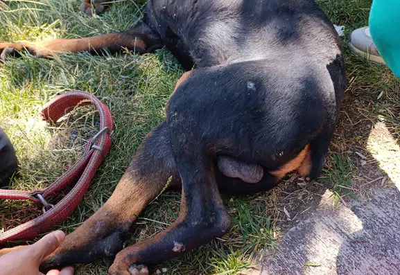 Diyarbakırda ayağına demir saplanan köpek itfaiye yardımıyla hayata tutundu