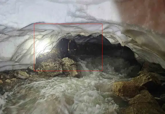 Hakkari’de kar mağarasında mahsur kalan tosun kurtarıldı