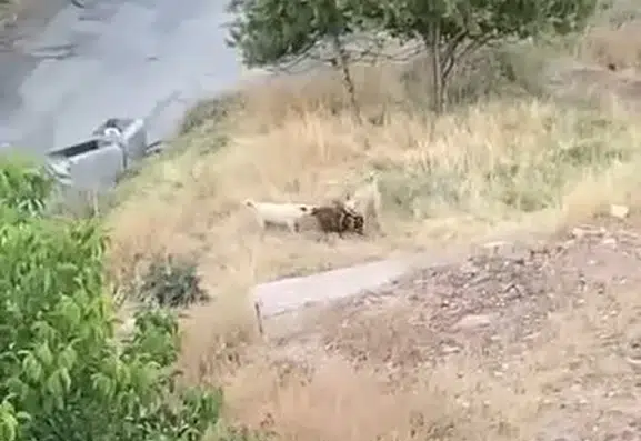 Elazığ’da sahipsiz köpeklerin saldırısına uğrayan iki keçi telef oldu