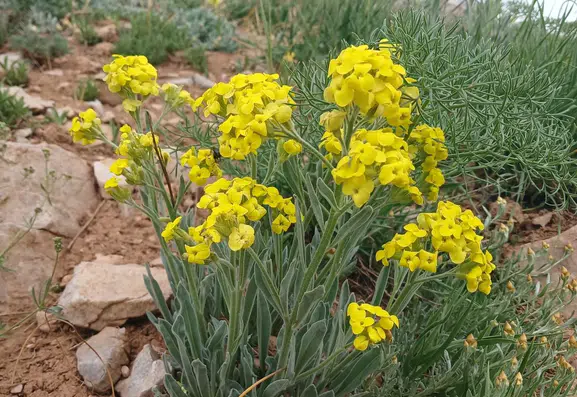 Bilmizit Yaylası çiçek açınca Hakkari dağları renk cümbüşüne döndü