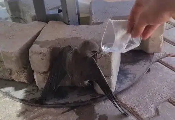 Elazığda sıcaklardan bitkin düşen ebabil kuşu bir vatandaşın yardımıyla kurtuldu