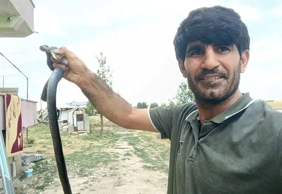 Siirtli vatandaş evine giren yılanı elleriyle yakalayıp doğaya bıraktı