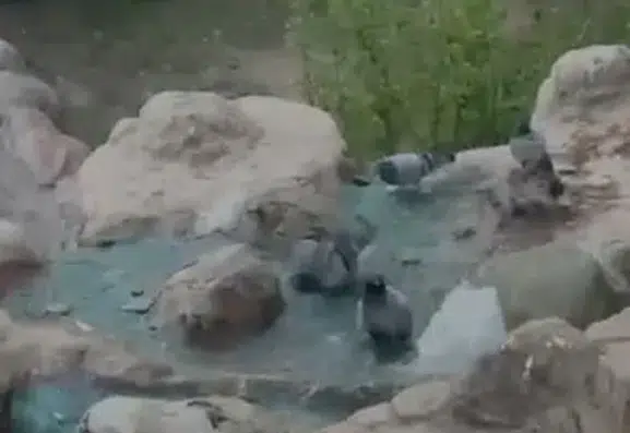 Elazığ’da mevsim normallerini aşan sıcaklar güvercinleri süs havuzuna yöneltti
