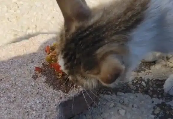 Elazığ Feribot İskelesindeki kedi piknikçilerin menemenini afiyetle yedi
