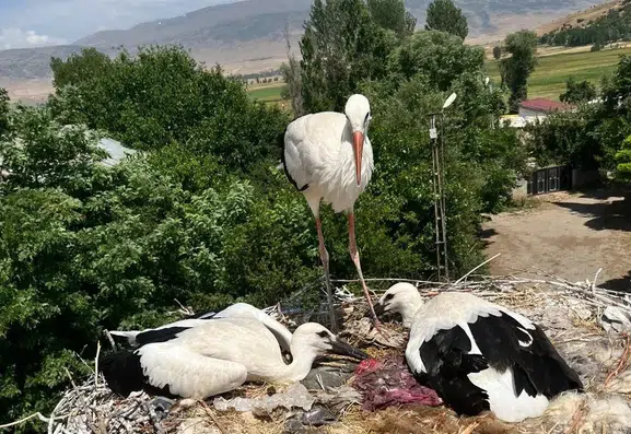 Bitlis'te mahsur kalan leylek ailesini itfaiye ekipleri kurtardı