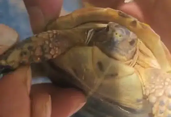 Elazığlı çiftçiden tarlada bulduğu zor durumdaki yavru kaplumbağaya yardım eli